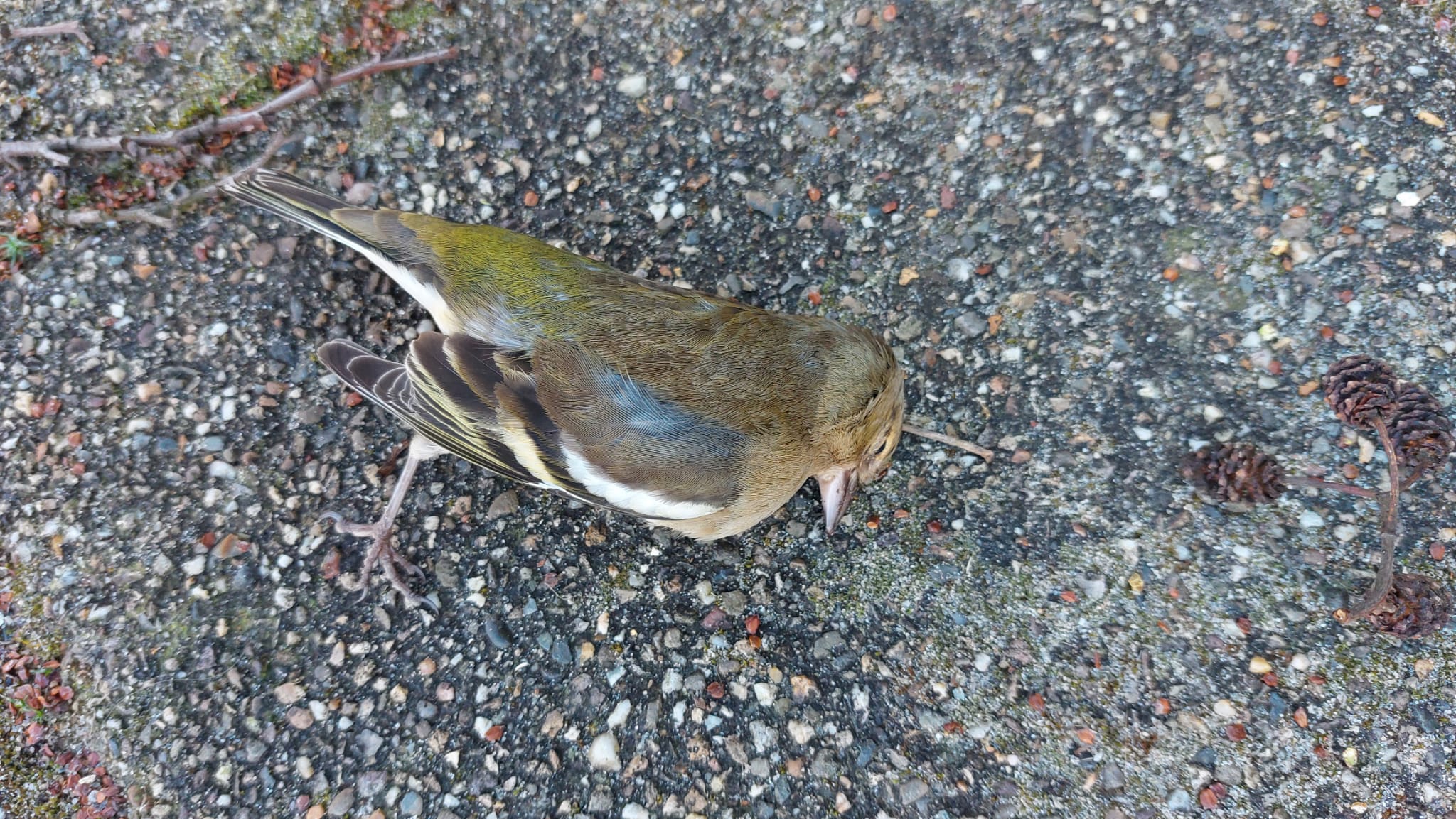 Vink (dood)